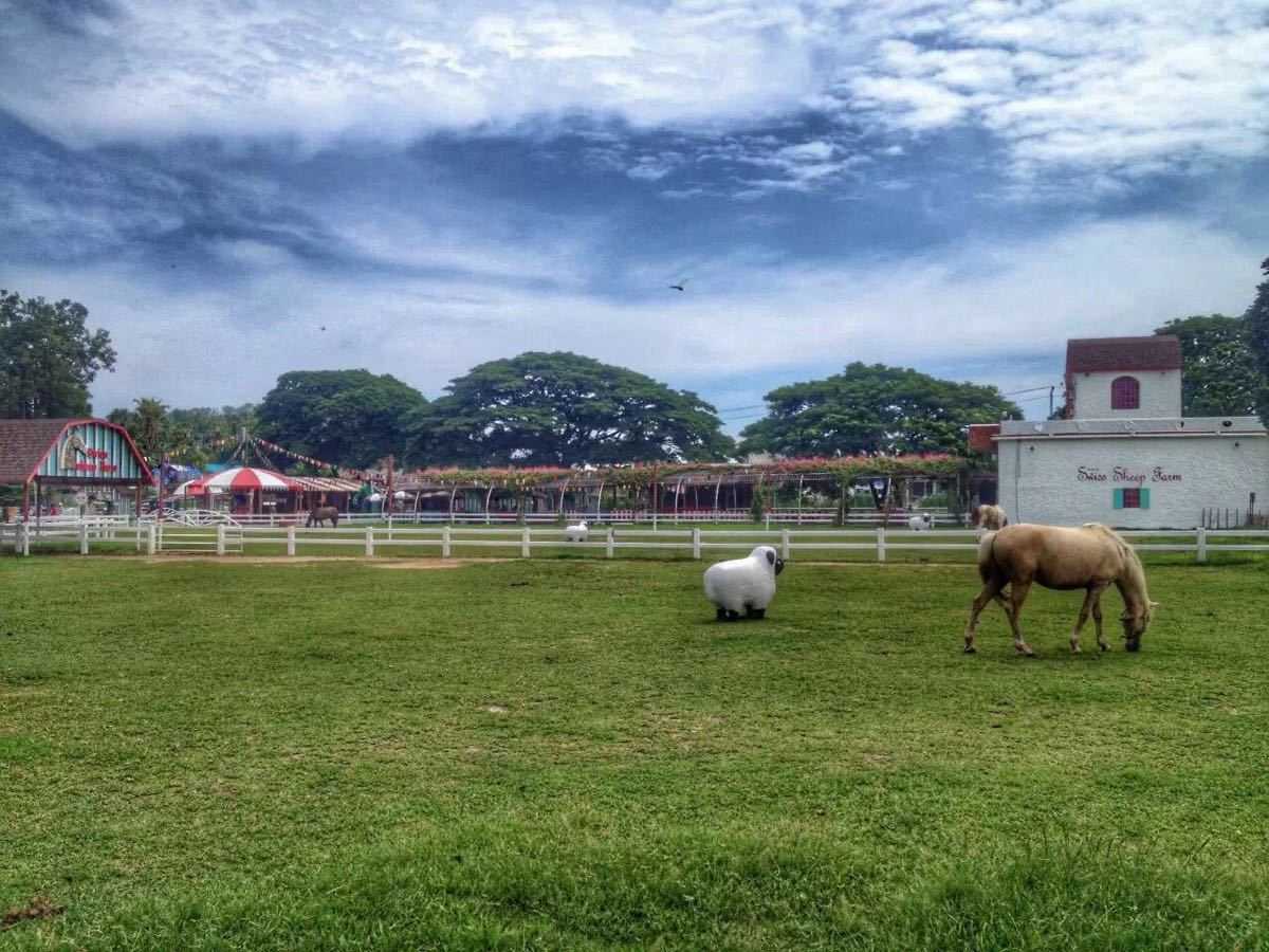 Hua Hin-Swiss Sheep Farm, 🦋mountain resort for Thai royals, the little sheep inside are very cute