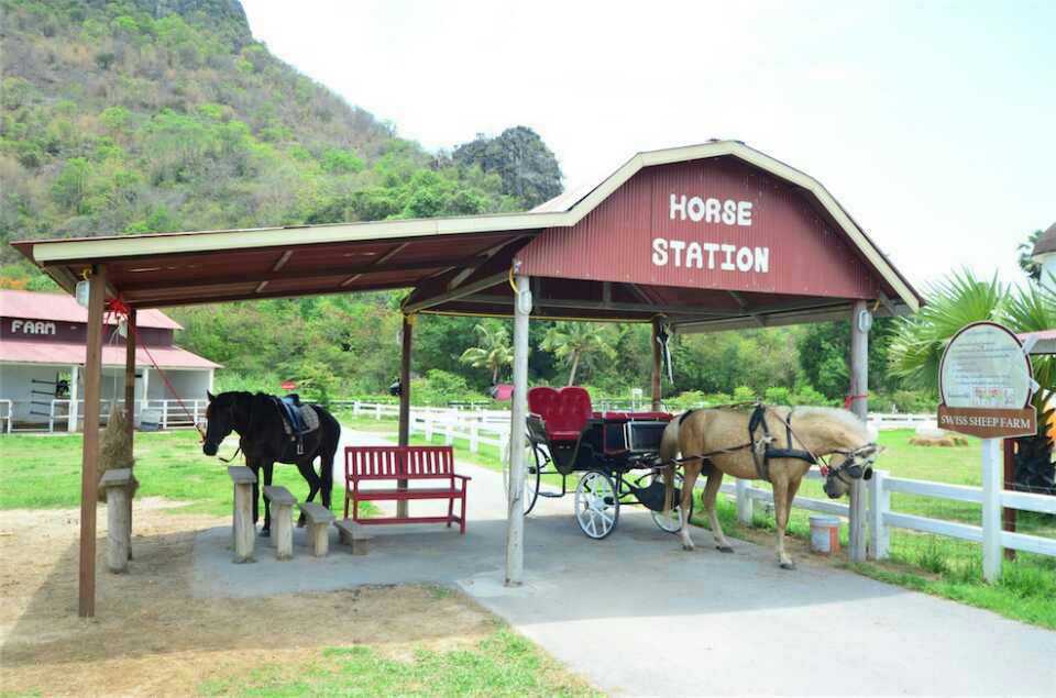 Hua Hin-Swiss Sheep Farm, 🦋mountain resort for Thai royals, the little sheep inside are very cute