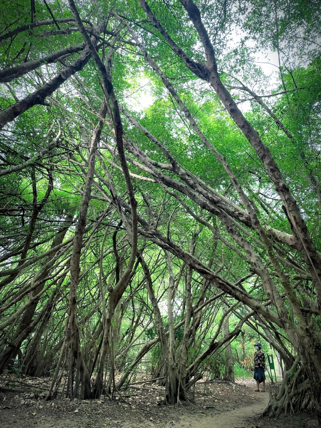 Taiwan-Barkley Park, 🌲Primitive forest with tangled roots, branches, and leaves hidden in Tainan City