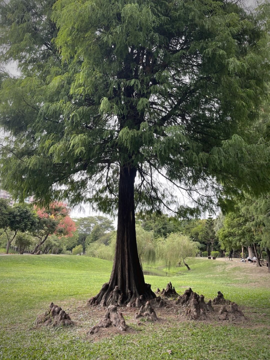 Taiwan-Barkley Park, 🌲Primitive forest with tangled roots, branches, and leaves hidden in Tainan City