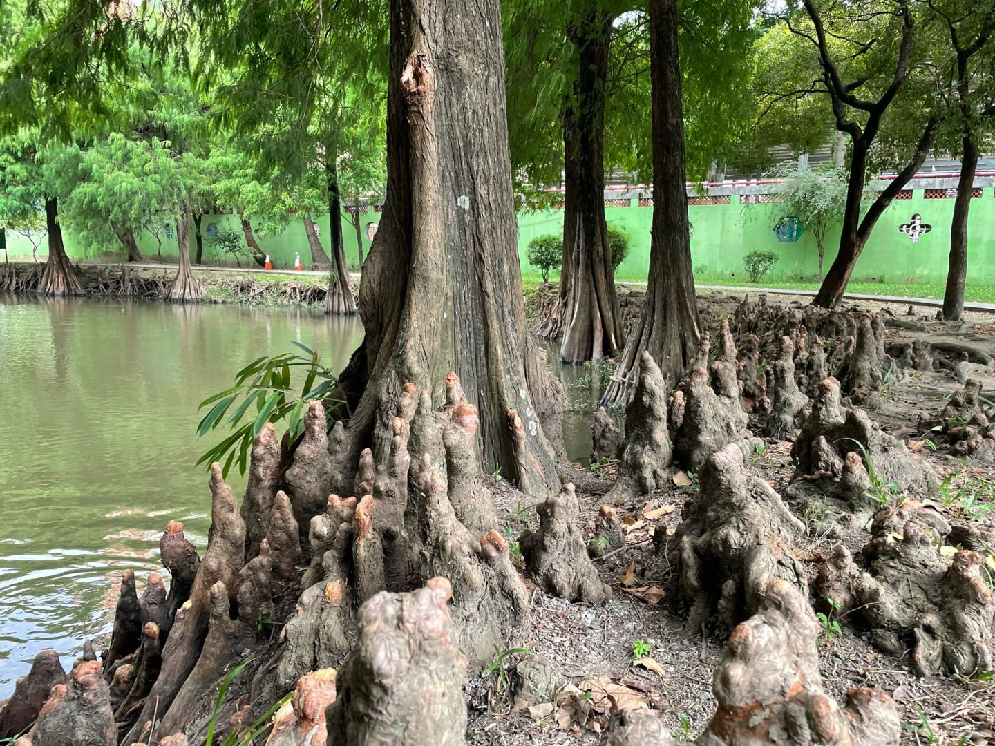 Taiwan-Barkley Park, 🌲Primitive forest with tangled roots, branches, and leaves hidden in Tainan City