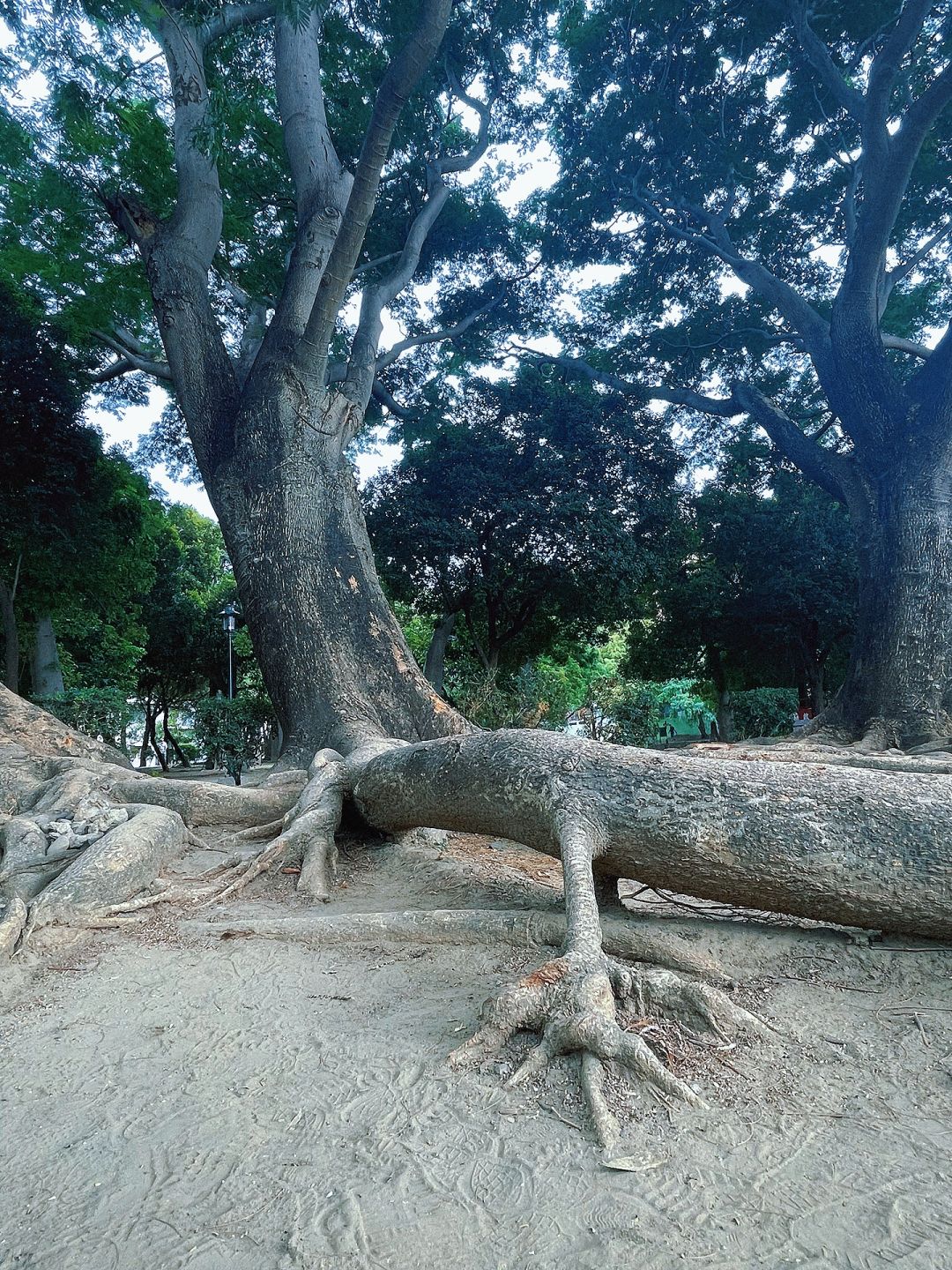 Taiwan-Barkley Park, 🌲Primitive forest with tangled roots, branches, and leaves hidden in Tainan City