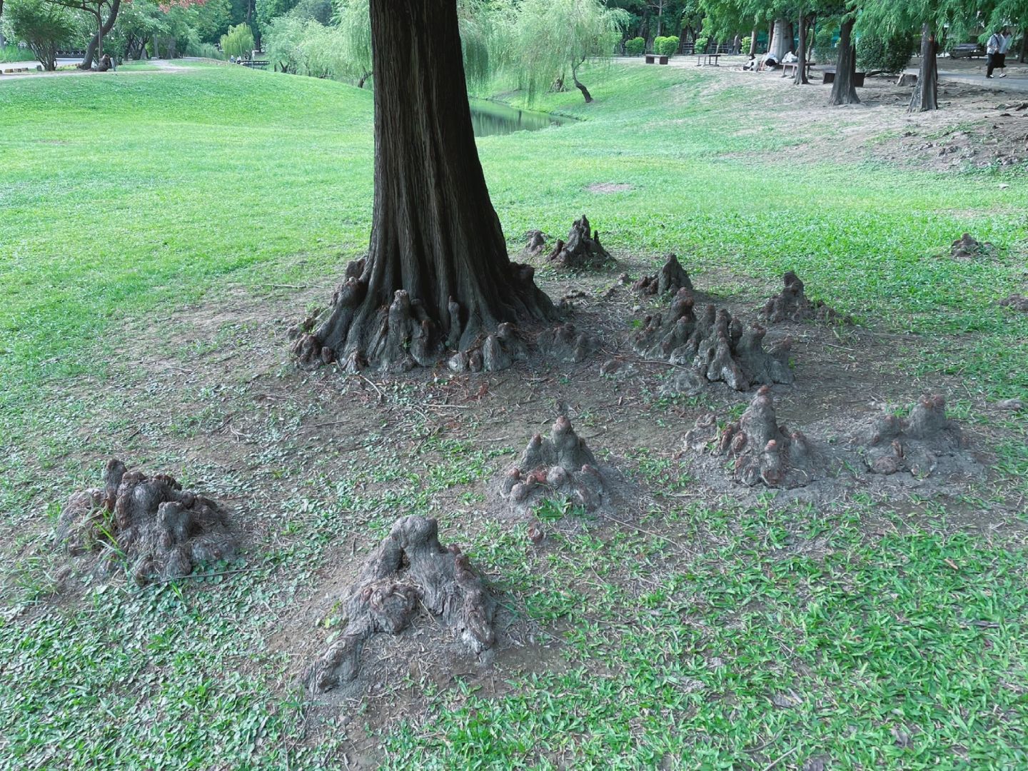 Taiwan-Barkley Park, 🌲Primitive forest with tangled roots, branches, and leaves hidden in Tainan City