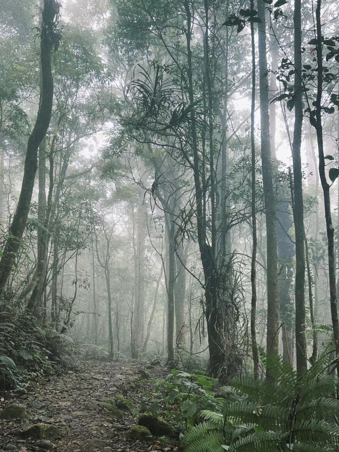 Jakarta-Hike to Mount Gede in West Java🌋, Jakarta, Indonesia, home to a variety of local wildlife