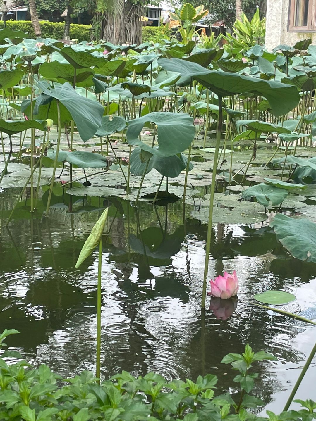 Ho Chi Minh-Binh Quoi Village Park in Ho Chi Minh City feels like returning to the rainforest of Ubud, Bali