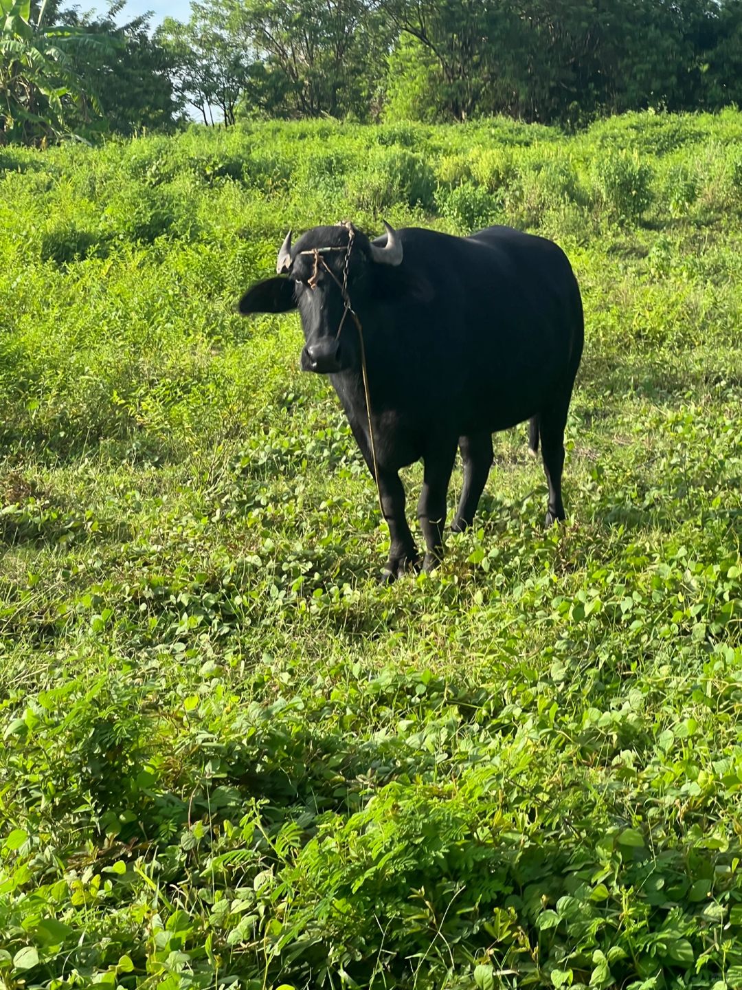 Clark/Angel City-Clark horseback riding experience in the Philippines, walking through rivers and farmland