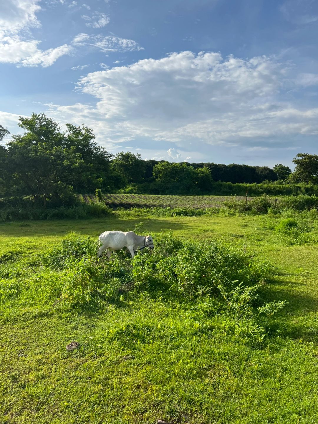 Clark/Angel City-Clark horseback riding experience in the Philippines, walking through rivers and farmland