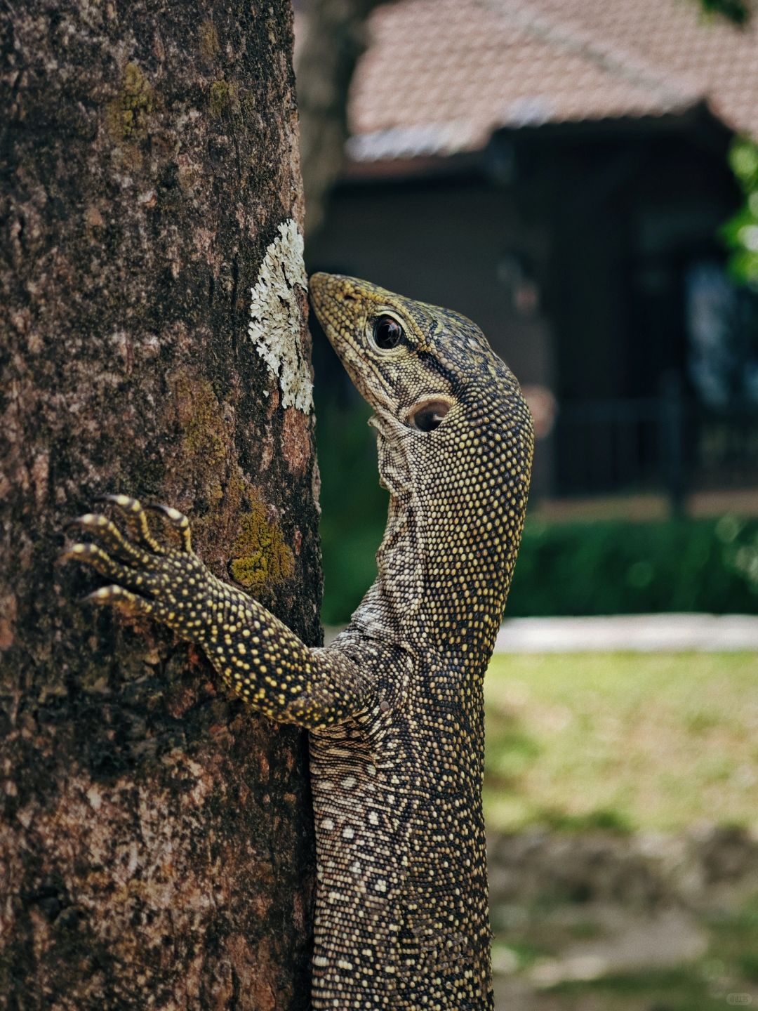 Krabi-Visit Mu Koh Lanta National Park on Krabi Island and see the happy life of lizards and monkeys