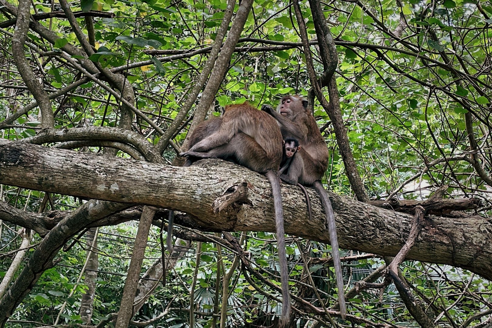 Krabi-Visit Mu Koh Lanta National Park on Krabi Island and see the happy life of lizards and monkeys