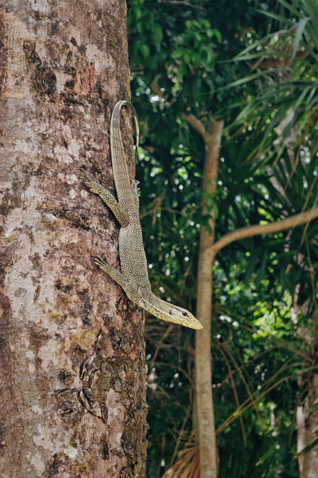 Krabi-Visit Mu Koh Lanta National Park on Krabi Island and see the happy life of lizards and monkeys