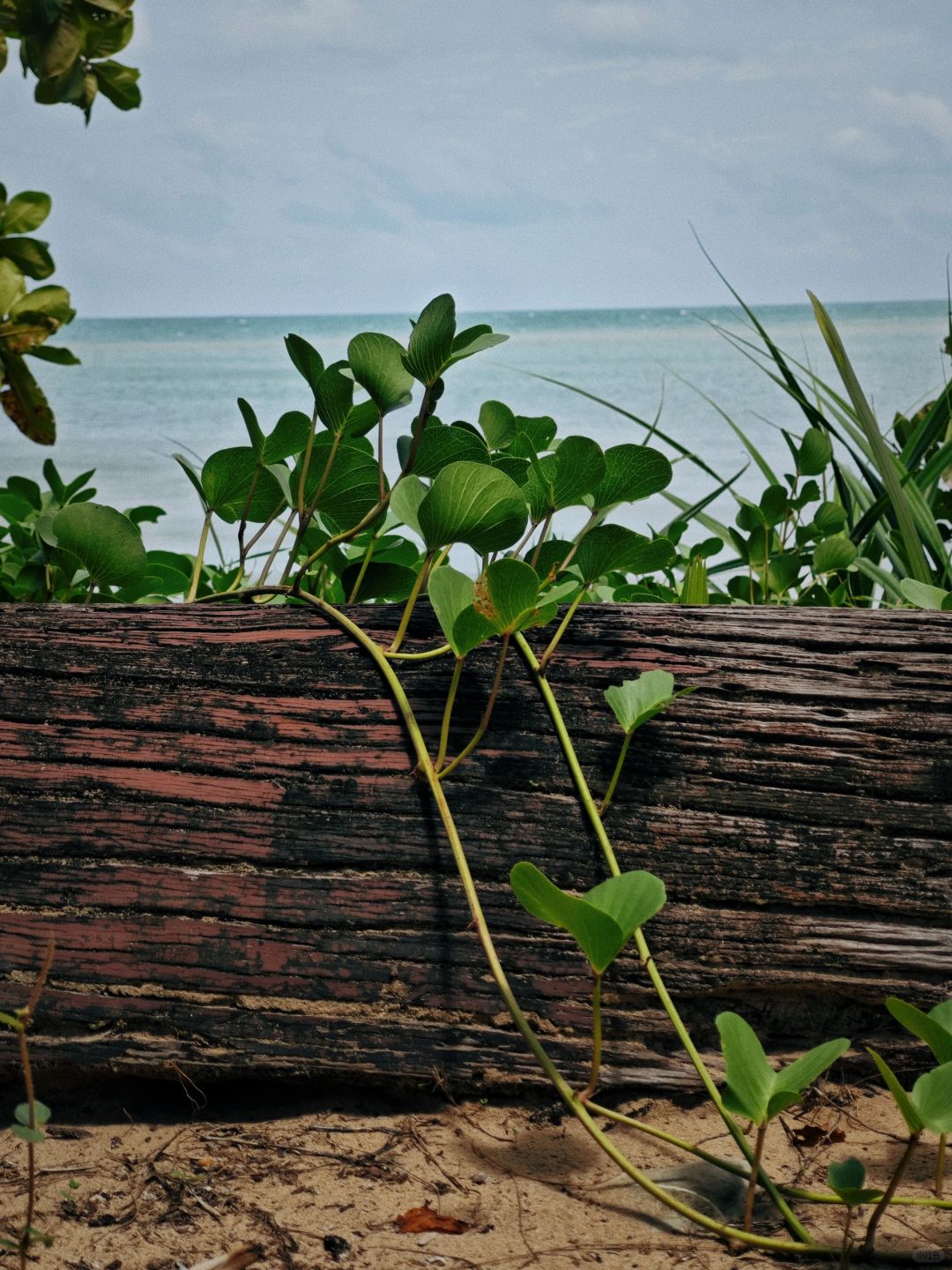 Krabi-Visit Mu Koh Lanta National Park on Krabi Island and see the happy life of lizards and monkeys