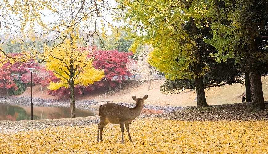 Tokyo-10 must-see attractions, food and shopping, and day trip itineraries for Tokyo and Nara in 2025