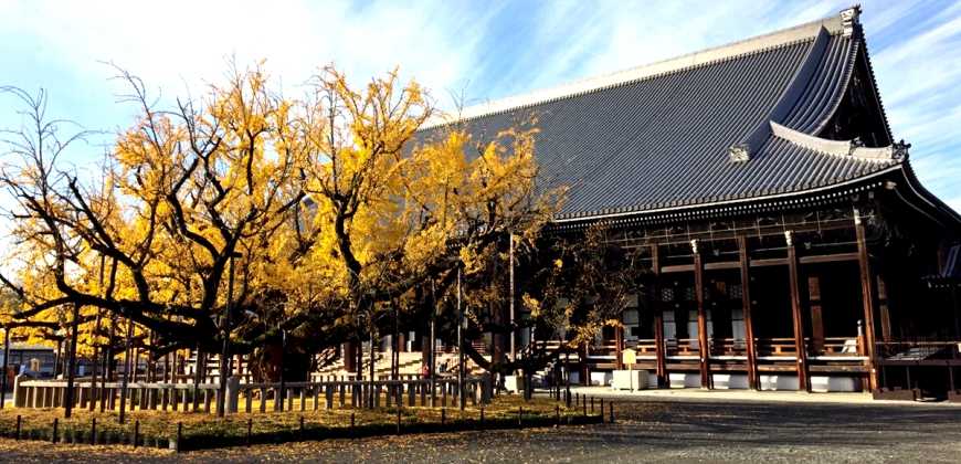 Osaka-Kyoto Ginkgo Nishi-Honganji Temple, Osaka Ginkgo Avenue stretches 4 kilometers