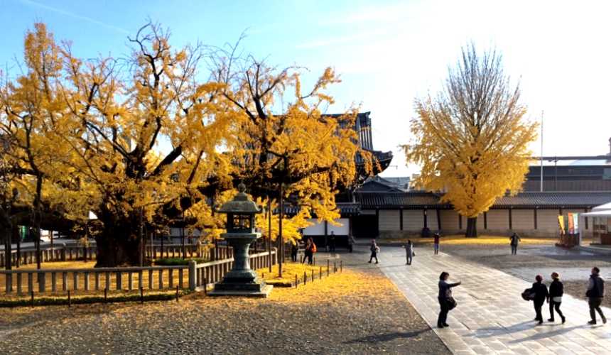 Osaka-Kyoto Ginkgo Nishi-Honganji Temple, Osaka Ginkgo Avenue stretches 4 kilometers