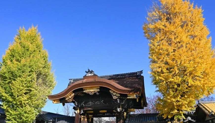 Osaka-Kyoto Ginkgo Nishi-Honganji Temple, Osaka Ginkgo Avenue stretches 4 kilometers