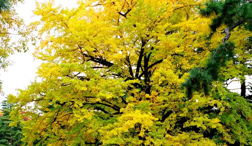 Osaka-Kyoto Ginkgo Nishi-Honganji Temple, Osaka Ginkgo Avenue stretches 4 kilometers