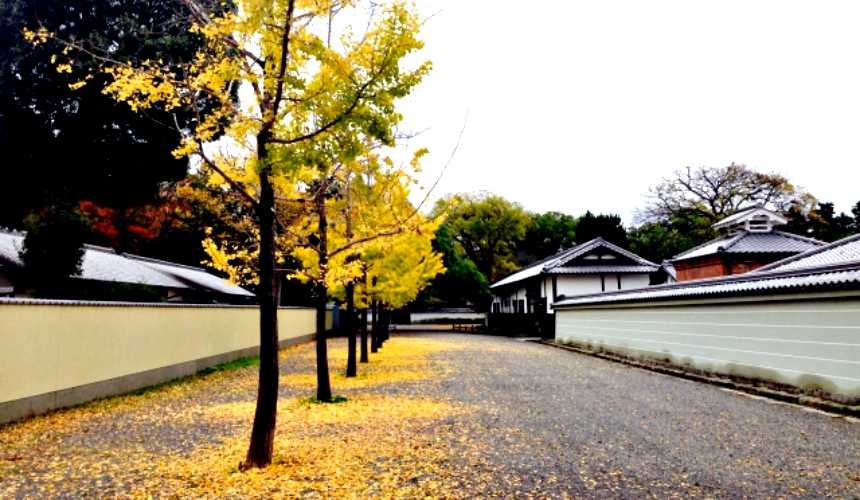 Osaka-Kyoto Ginkgo Nishi-Honganji Temple, Osaka Ginkgo Avenue stretches 4 kilometers