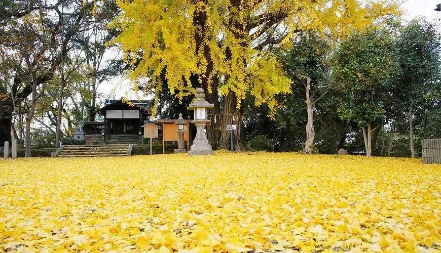 Osaka-Kyoto Ginkgo Nishi-Honganji Temple, Osaka Ginkgo Avenue stretches 4 kilometers