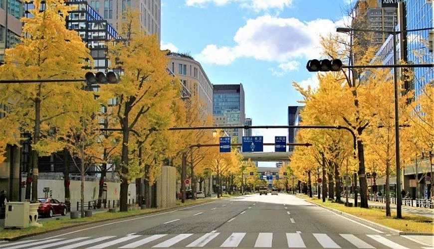 Osaka-Kyoto Ginkgo Nishi-Honganji Temple, Osaka Ginkgo Avenue stretches 4 kilometers