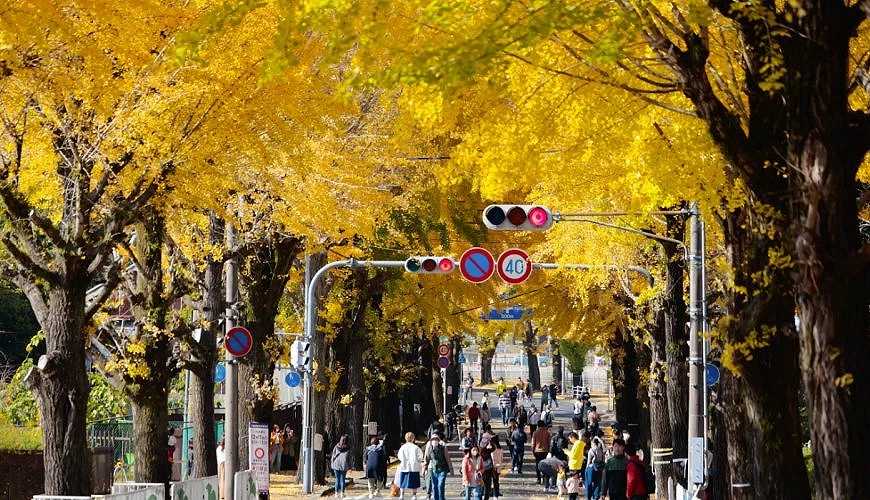 Osaka-Kyoto Ginkgo Nishi-Honganji Temple, Osaka Ginkgo Avenue stretches 4 kilometers