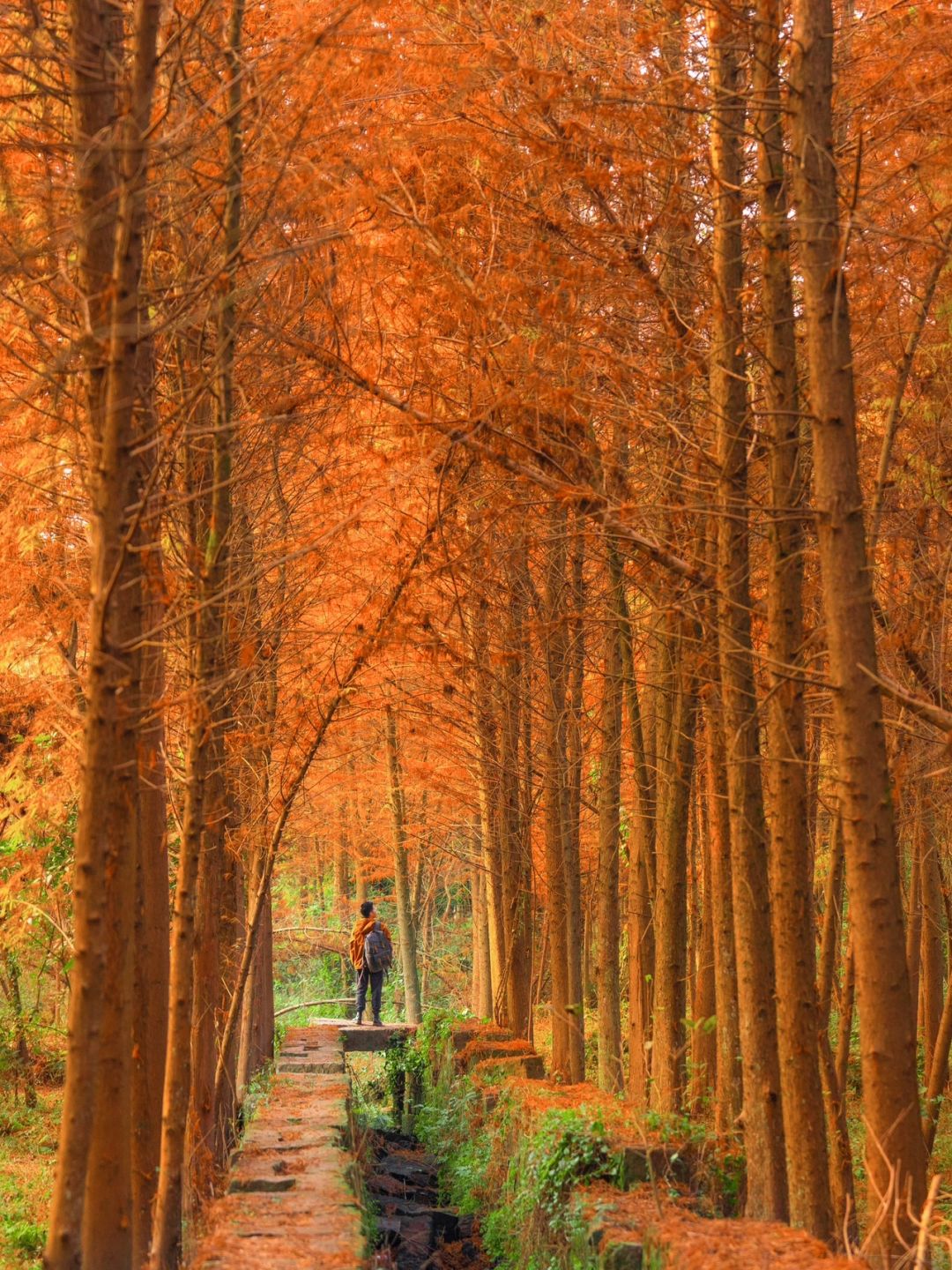 Sichuan-The most beautiful and vast Metasequoia forest in Chongqing is located at Hongsha Bridge