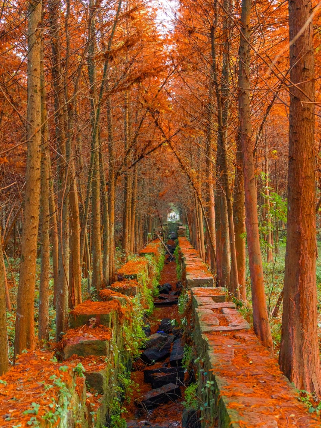 Chengdu/Chongqing-The most beautiful and vast Metasequoia forest in Chongqing is located at Hongsha Bridge