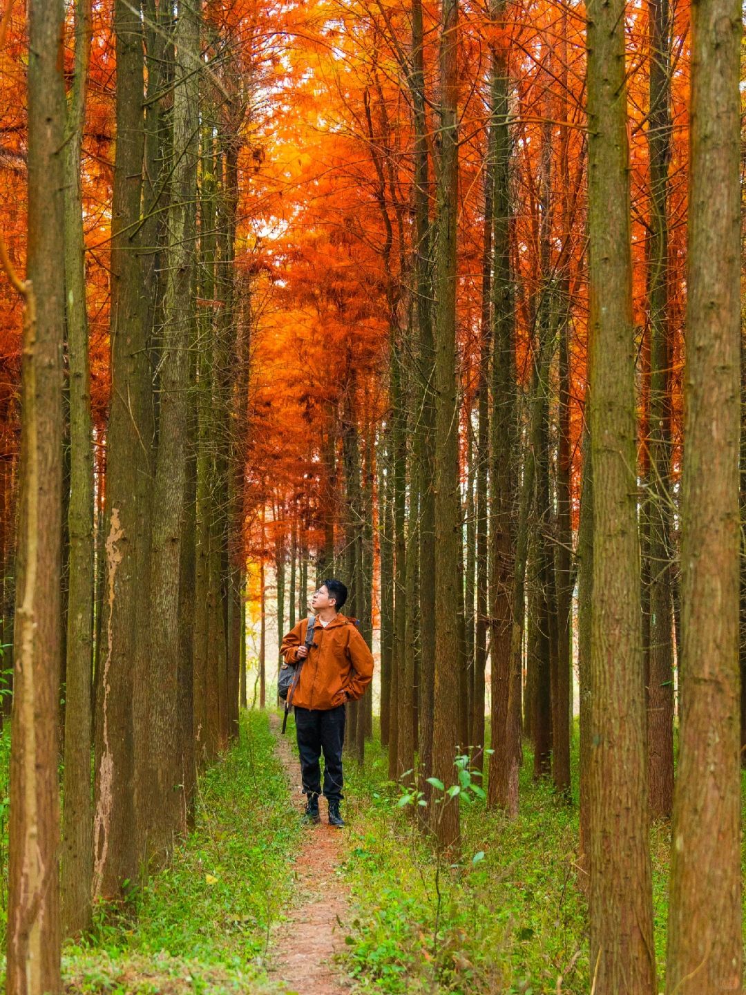 Sichuan-The most beautiful and vast Metasequoia forest in Chongqing is located at Hongsha Bridge