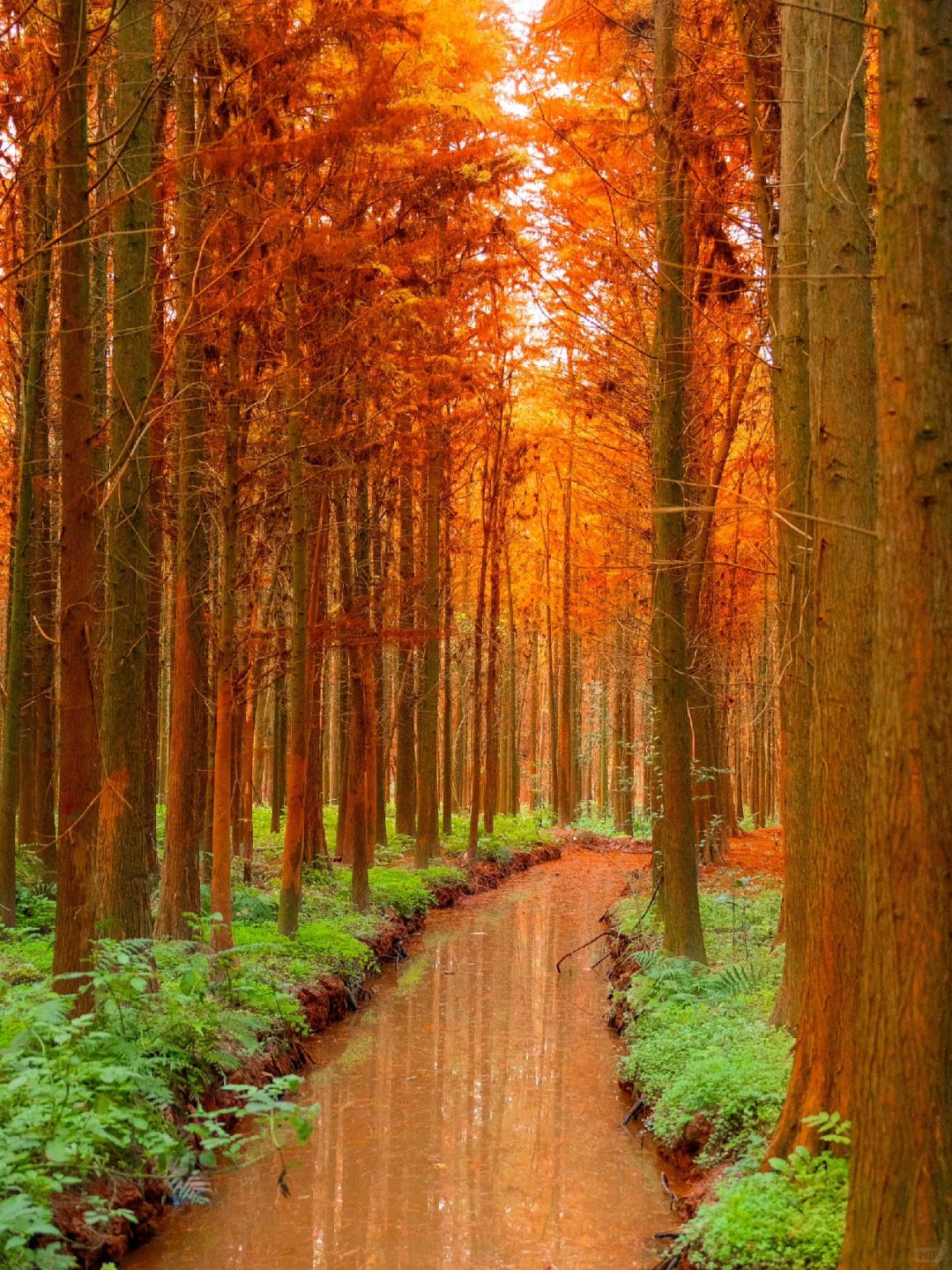 Chengdu/Chongqing-The most beautiful and vast Metasequoia forest in Chongqing is located at Hongsha Bridge