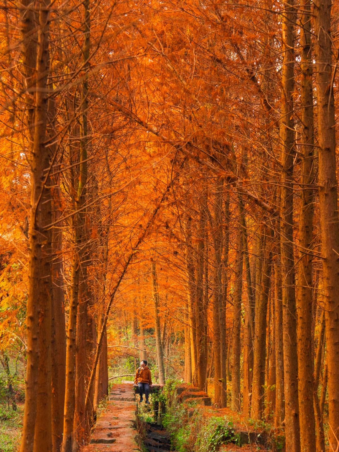 Chengdu/Chongqing-The most beautiful and vast Metasequoia forest in Chongqing is located at Hongsha Bridge