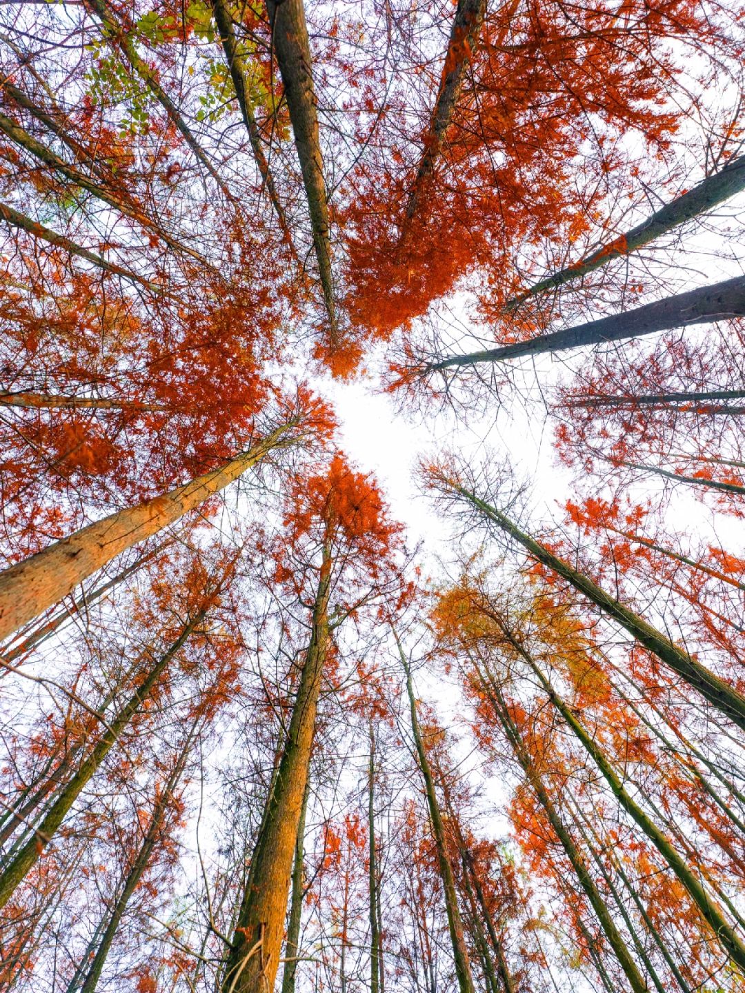 Sichuan-The most beautiful and vast Metasequoia forest in Chongqing is located at Hongsha Bridge