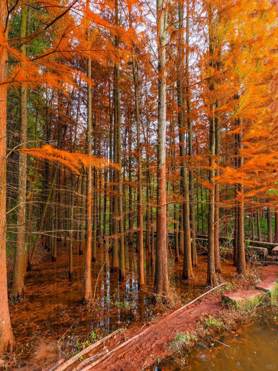 Chengdu/Chongqing-The most beautiful and vast Metasequoia forest in Chongqing is located at Hongsha Bridge