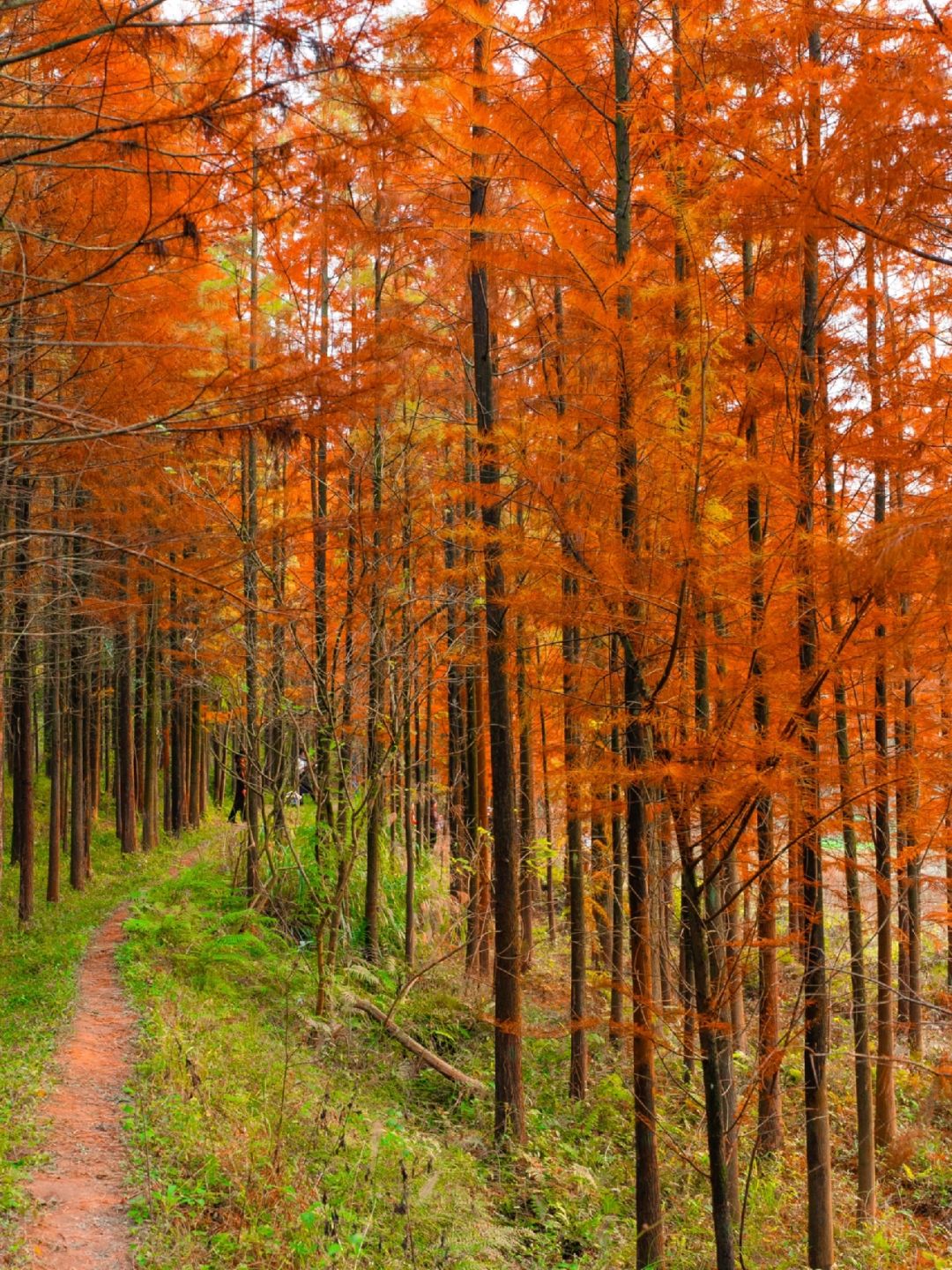 Chengdu/Chongqing-The most beautiful and vast Metasequoia forest in Chongqing is located at Hongsha Bridge