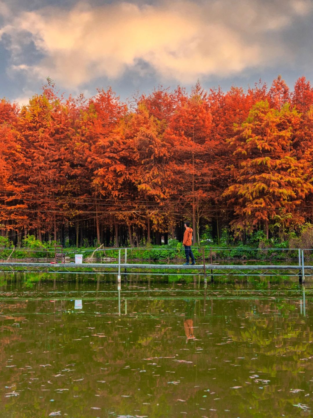 Chengdu/Chongqing-The most beautiful and vast Metasequoia forest in Chongqing is located at Hongsha Bridge