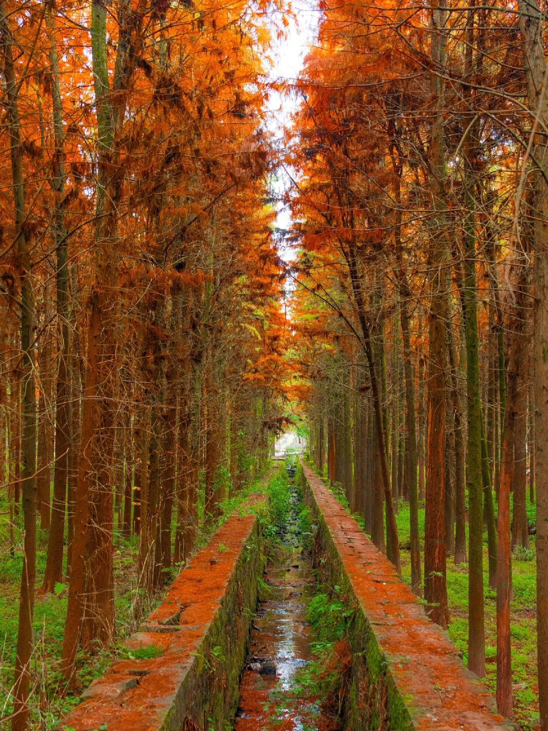 Chengdu/Chongqing-The most beautiful and vast Metasequoia forest in Chongqing is located at Hongsha Bridge