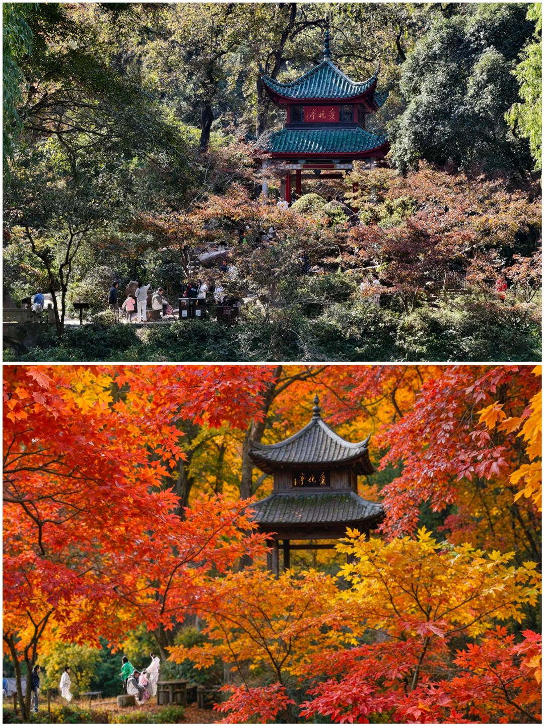 Hunan-Changsha Lushan boasts one of the most beautiful red leaf scenery in all of China!