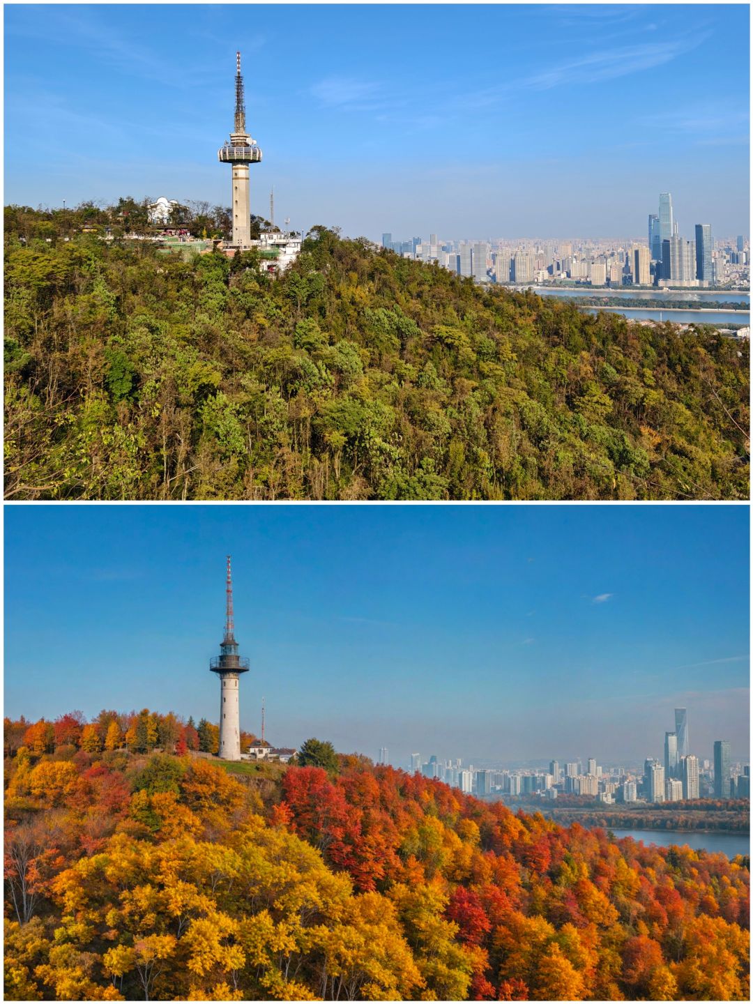 Hunan-Changsha Lushan boasts one of the most beautiful red leaf scenery in all of China!