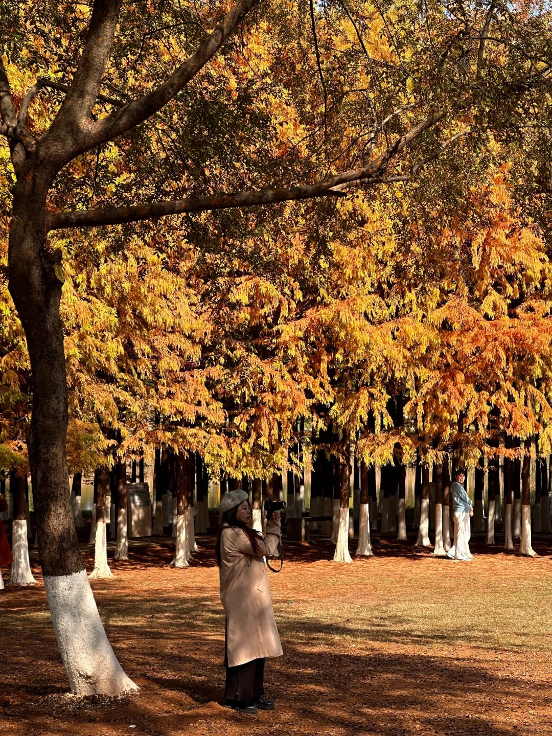 Hunan-Come to Songya Lake National Forest Park and take photos with the beautiful Metasequoia forest!