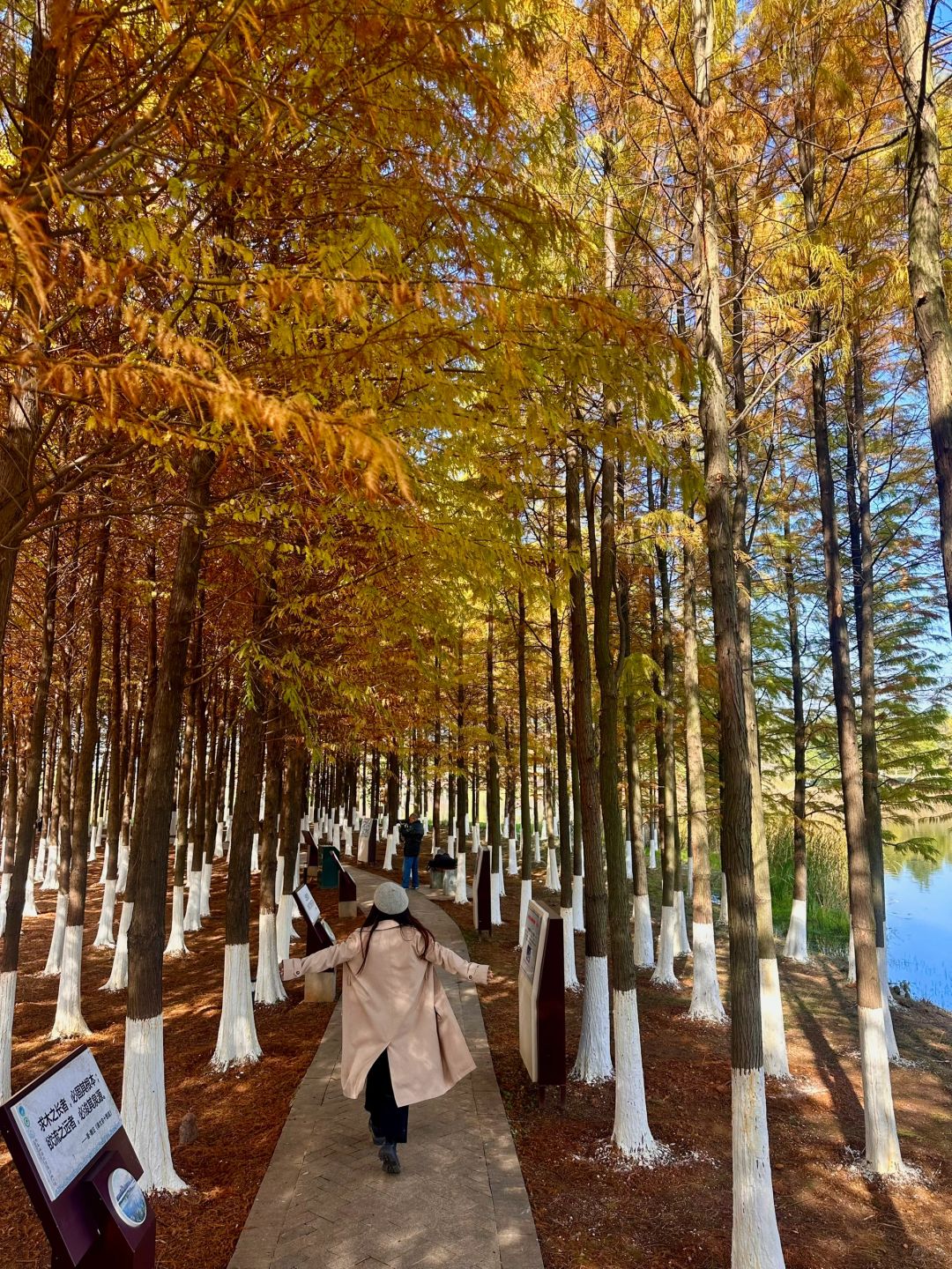 Hunan-Come to Songya Lake National Forest Park and take photos with the beautiful Metasequoia forest!