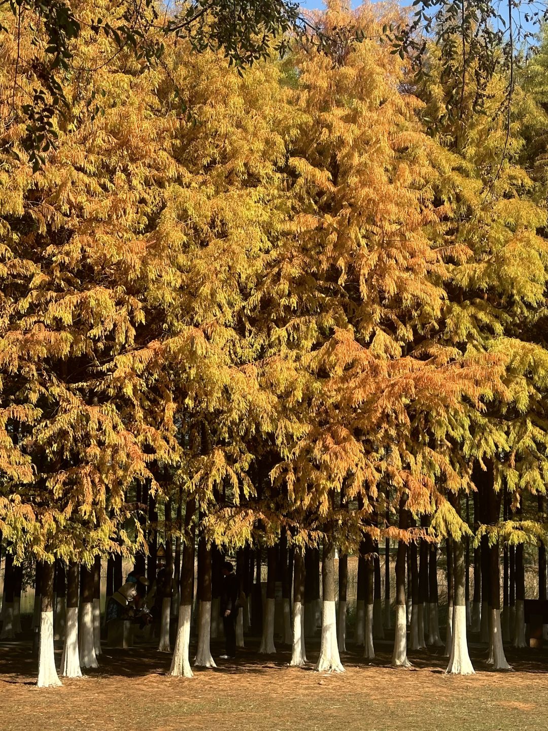 Hunan-Come to Songya Lake National Forest Park and take photos with the beautiful Metasequoia forest!