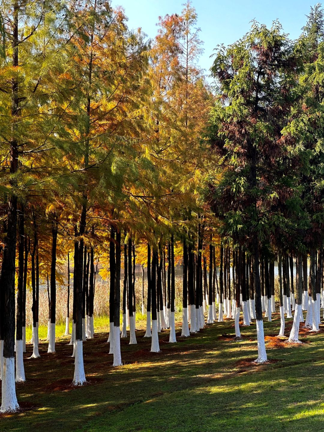 Hunan-Come to Songya Lake National Forest Park and take photos with the beautiful Metasequoia forest!