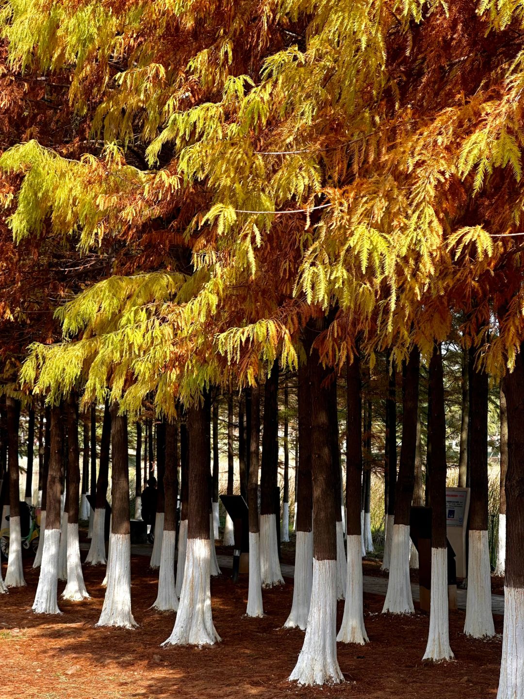 Hunan-Come to Songya Lake National Forest Park and take photos with the beautiful Metasequoia forest!