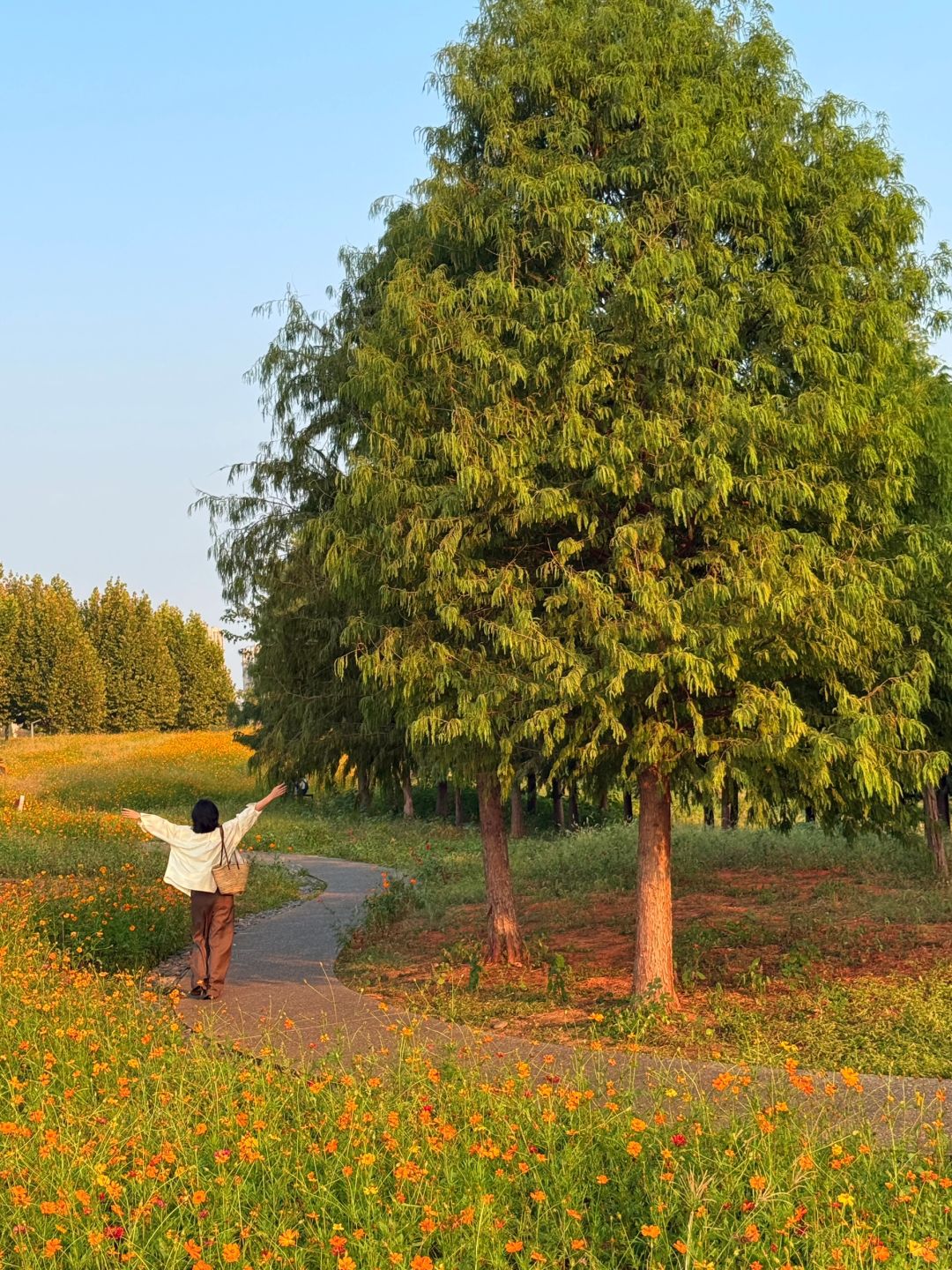 Hunan-Here are three favorite parks for locals in Changsha in autumn, which tourists must not miss!