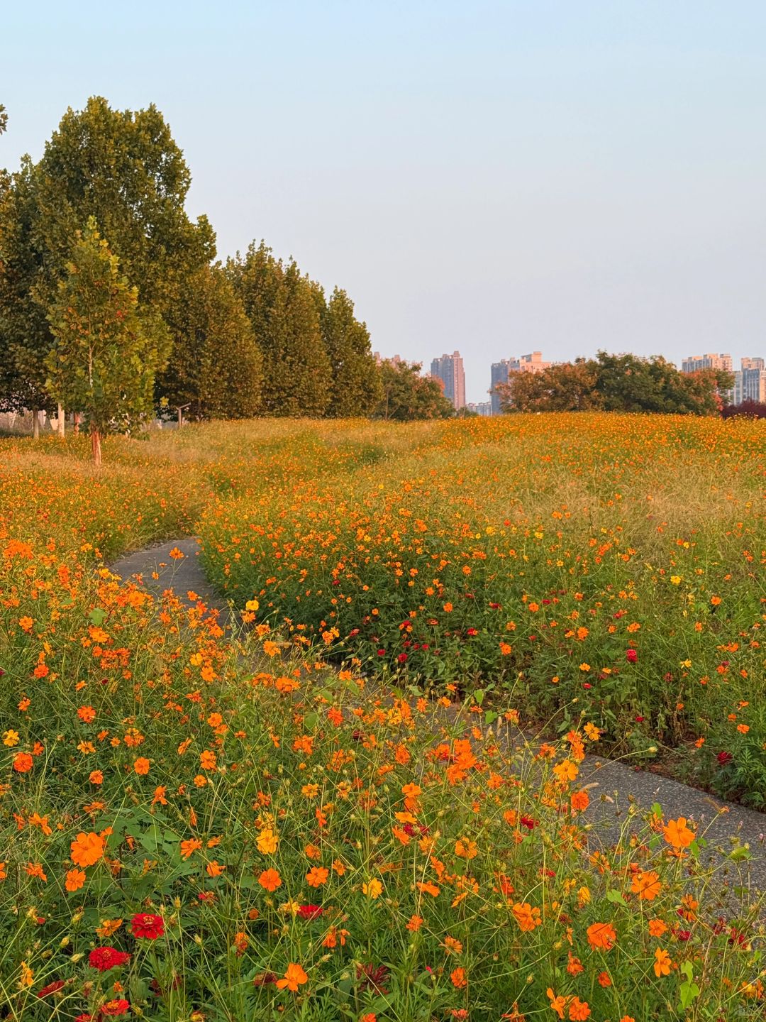 Hunan-Here are three favorite parks for locals in Changsha in autumn, which tourists must not miss!