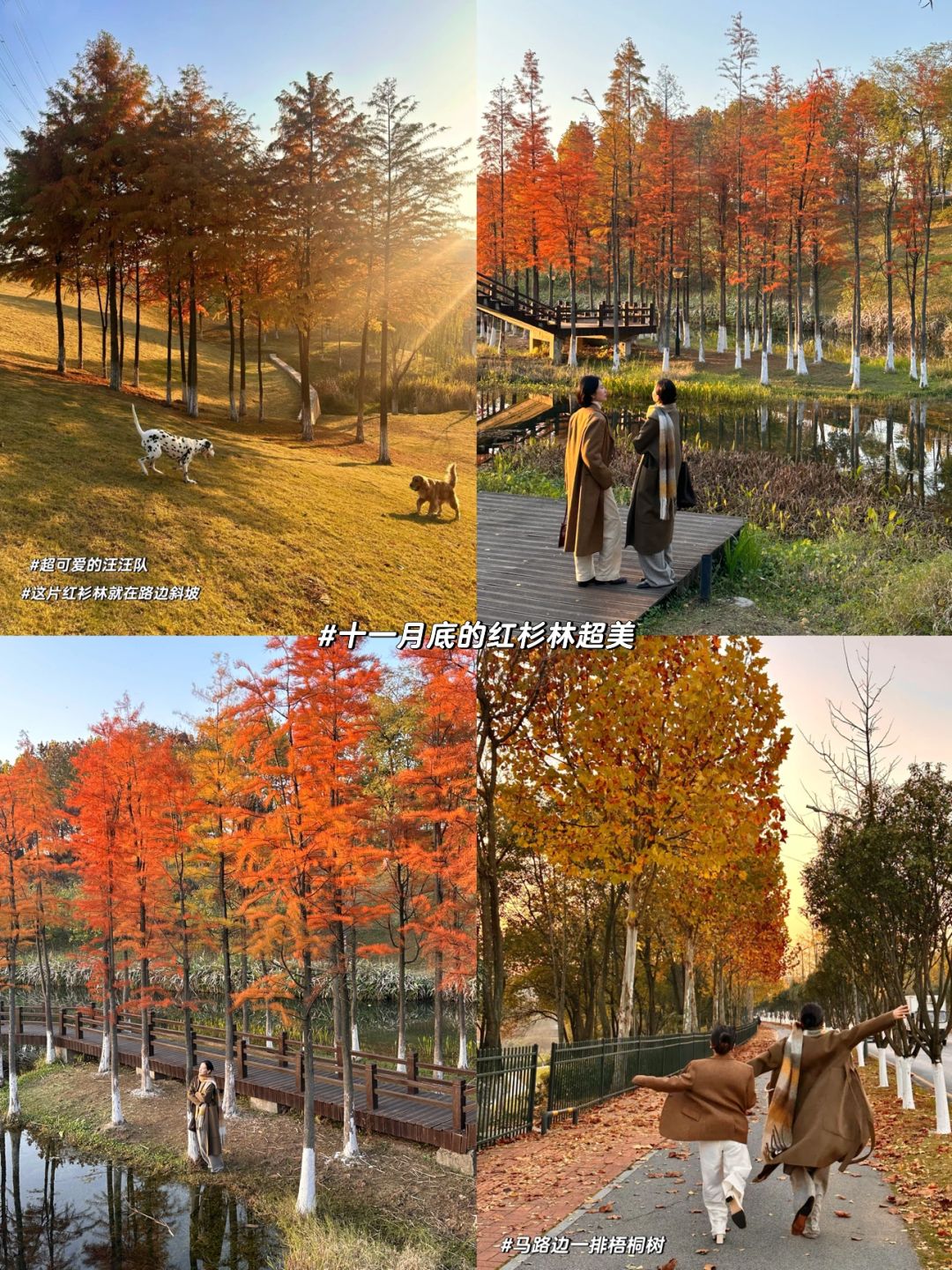 Hunan-Here are three favorite parks for locals in Changsha in autumn, which tourists must not miss!