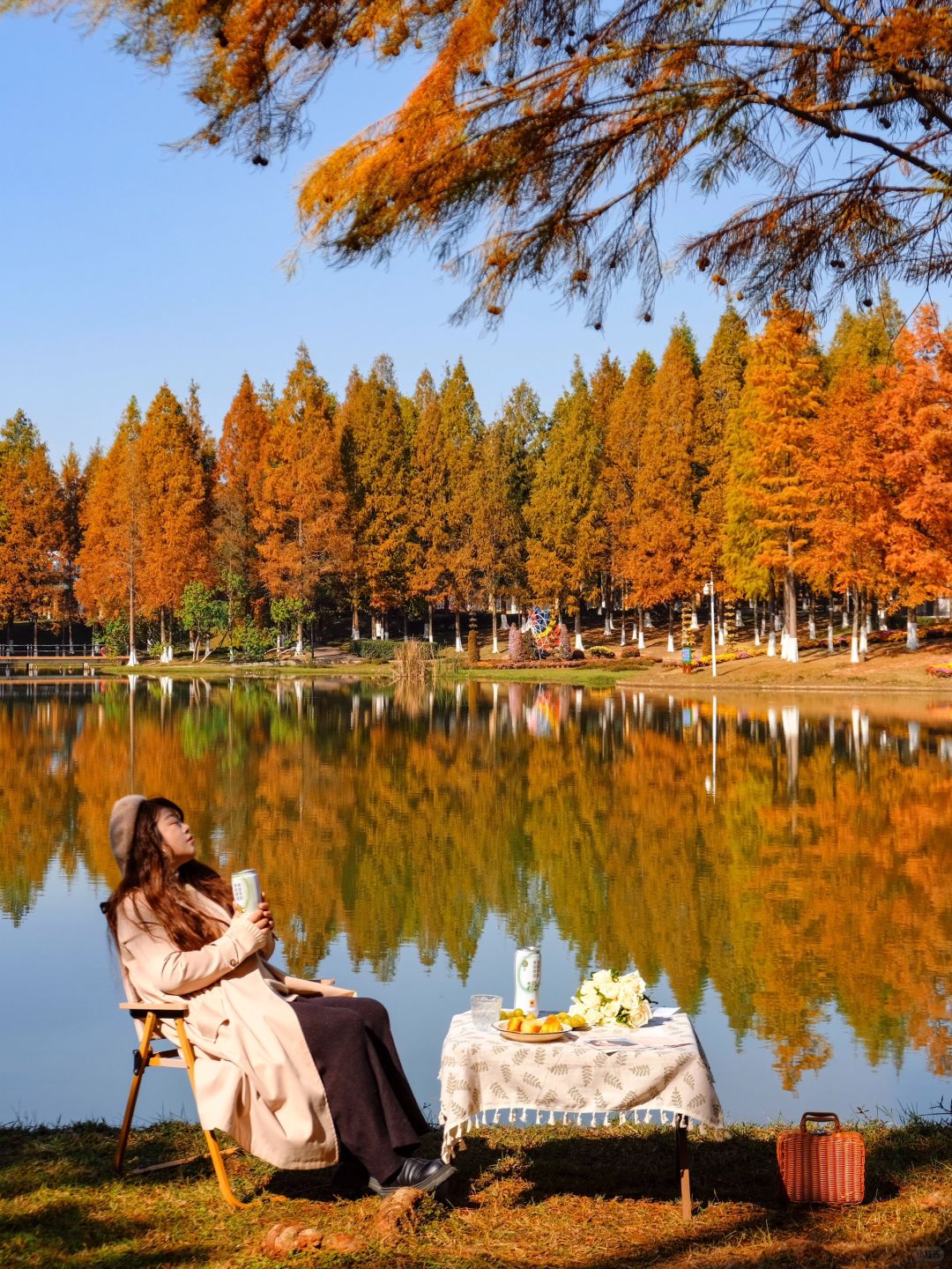 Hunan-Metasequoia has turned red. Come camping with friends at Changsha Garden Ecological Park!