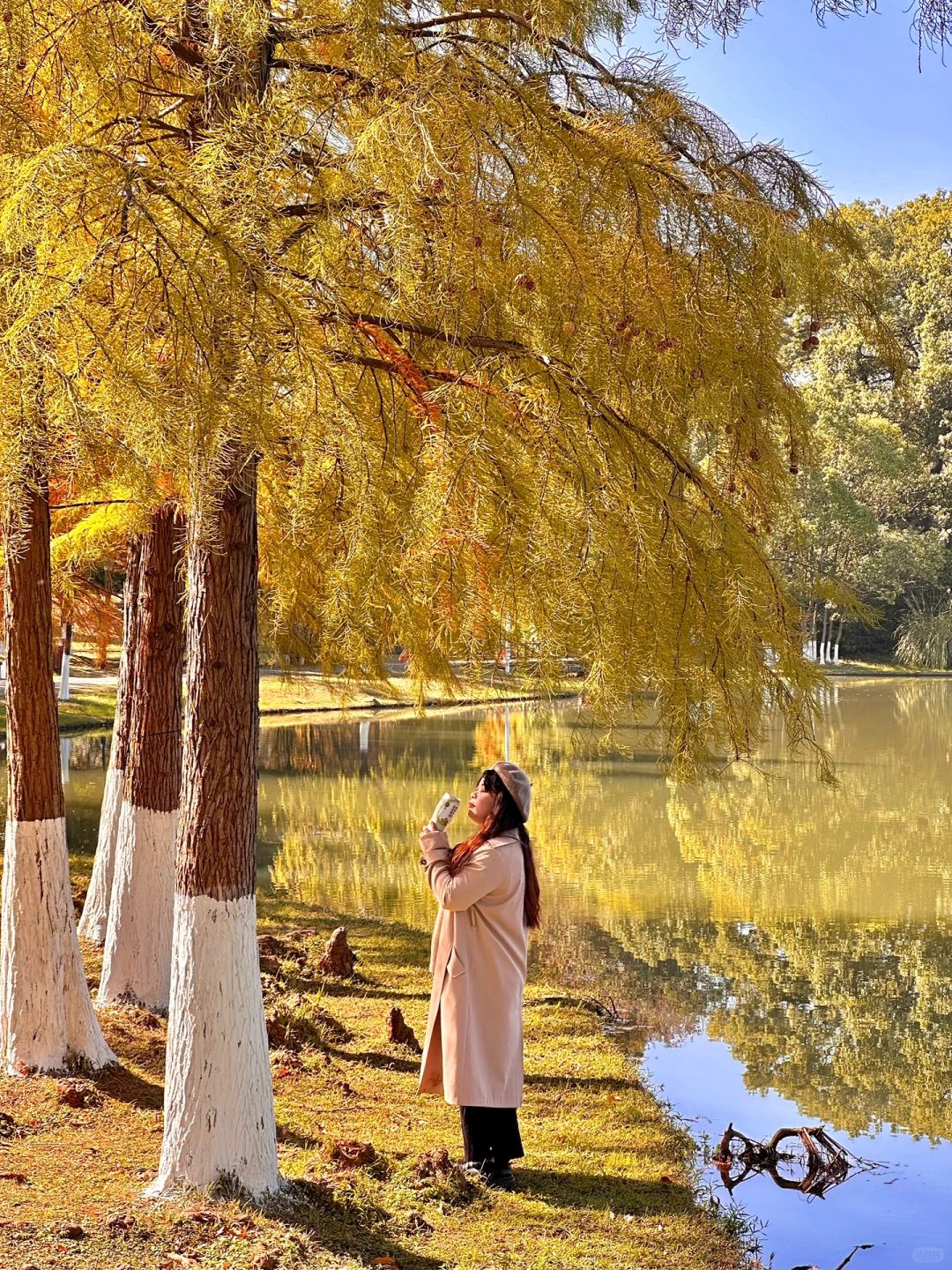 Hunan-Metasequoia has turned red. Come camping with friends at Changsha Garden Ecological Park!