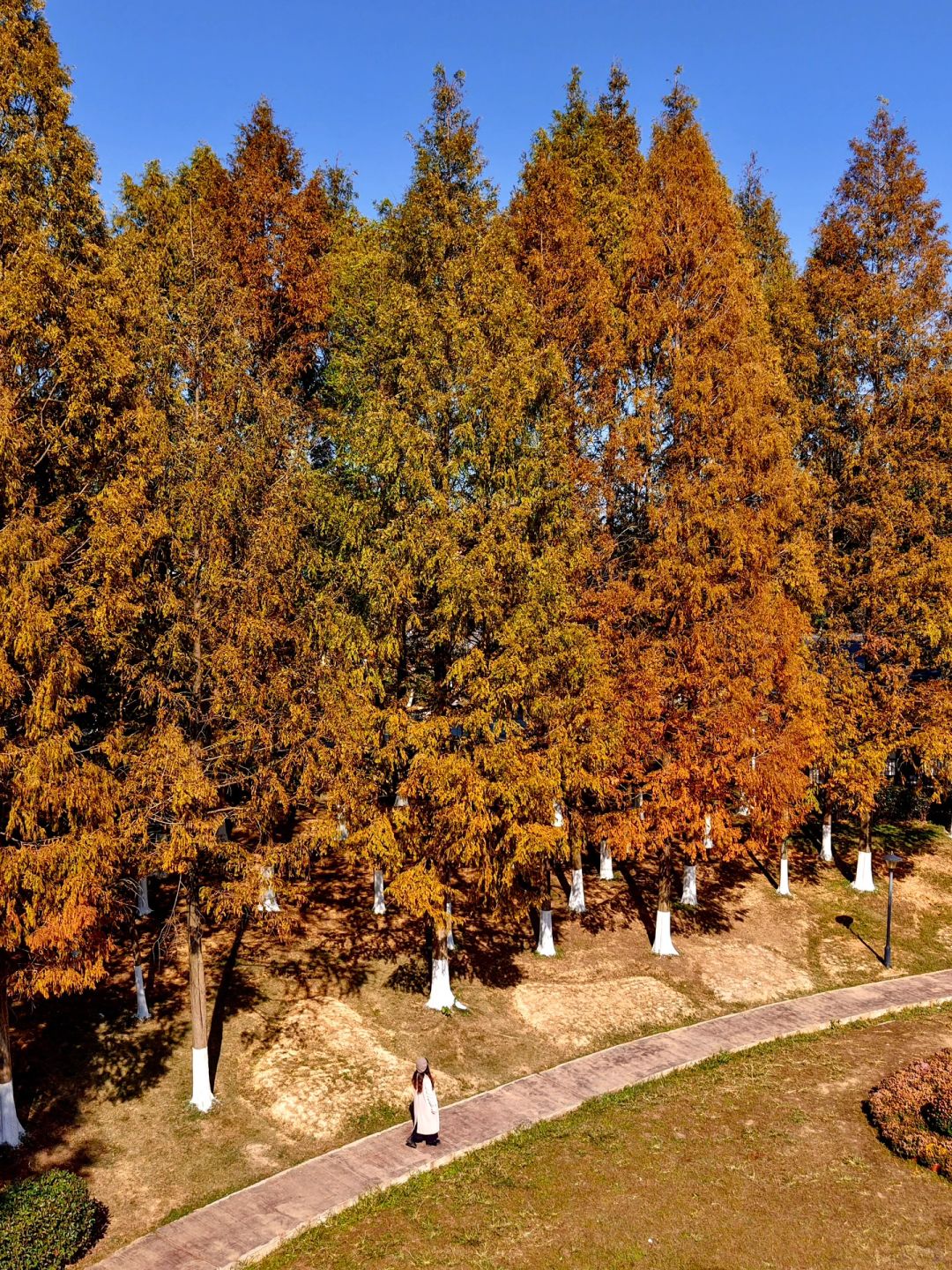 Hunan-Metasequoia has turned red. Come camping with friends at Changsha Garden Ecological Park!