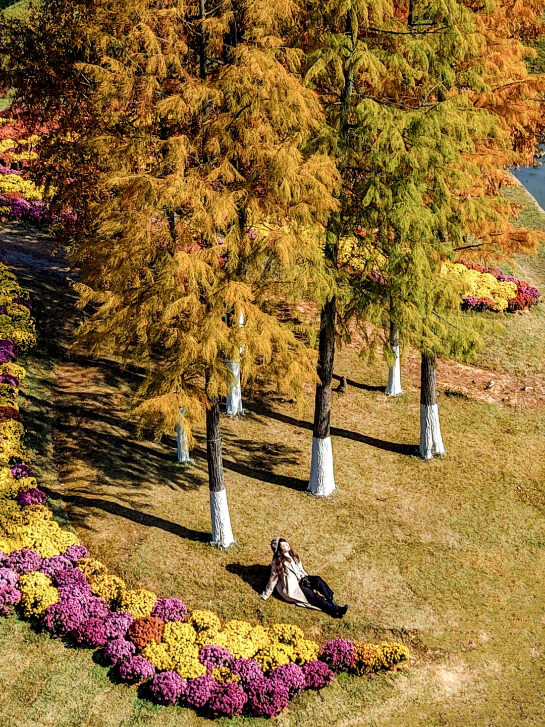 Hunan-Metasequoia has turned red. Come camping with friends at Changsha Garden Ecological Park!