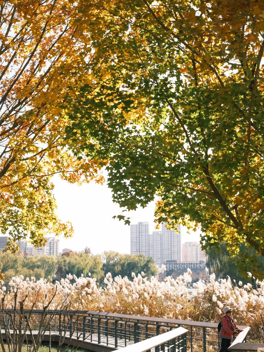 Beijing/Tianjin-Beijing Red Scarf Park is full of autumn atmosphere, suitable for playing with children.