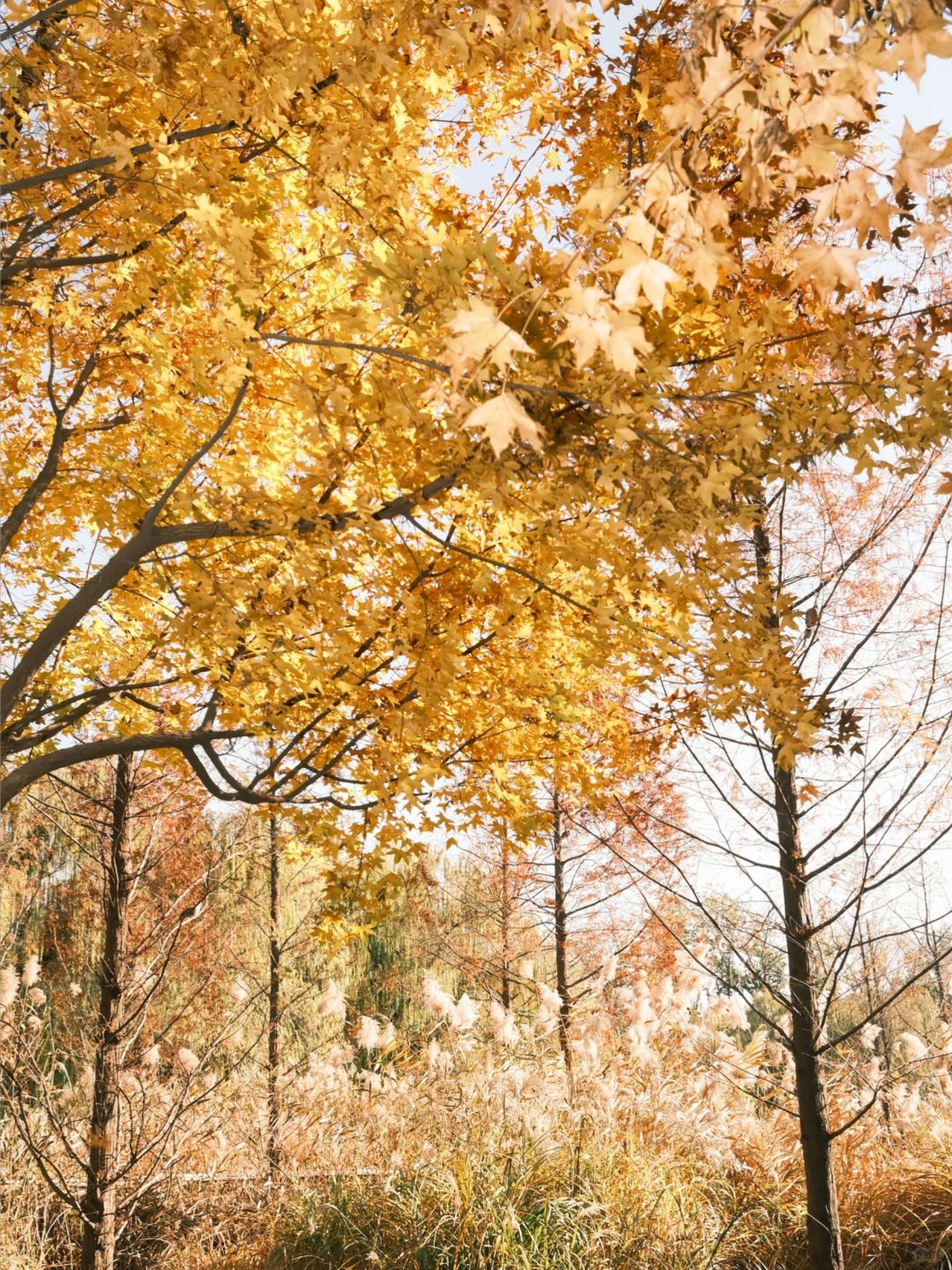 Beijing/Tianjin-Beijing Red Scarf Park is full of autumn atmosphere, suitable for playing with children.